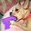 Server Favicon